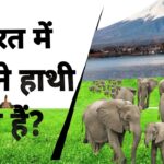 Elephant population in india 2024
