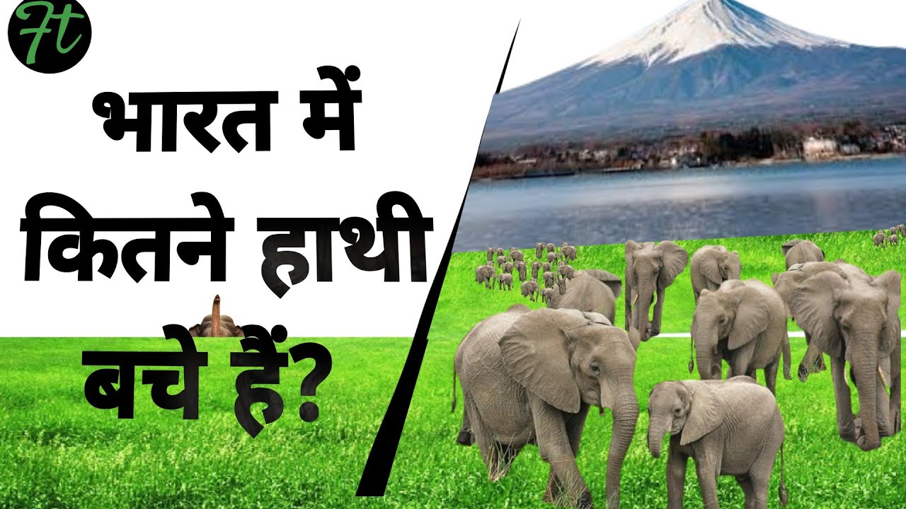 Elephant population in india 2024