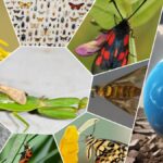 wildlife conservation in hindi