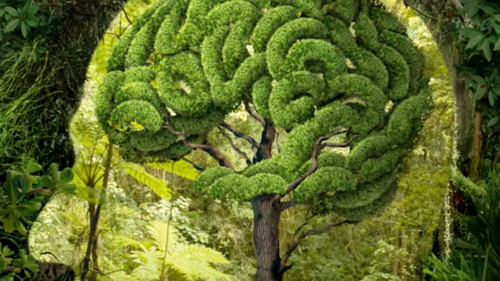 Tree memory and drought response