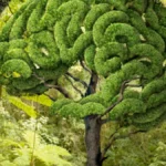 Tree memory and drought response