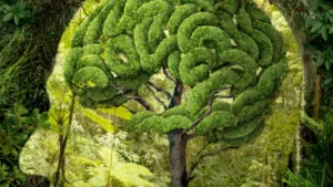 Tree memory and drought response